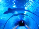 Sharks swimming over a glass walk-through tunnel in a blue aquarium