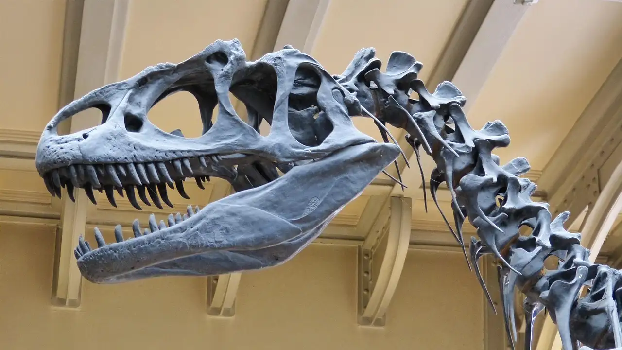 The skull and neck of a large predatory dinosaur skeleton mounted in a museum hall