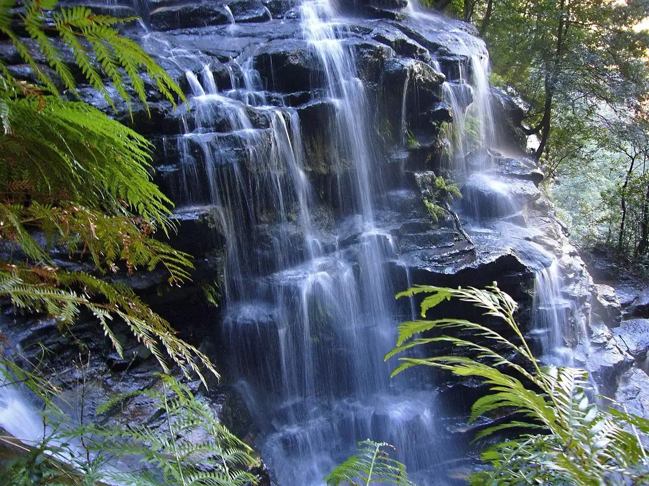 Waterfall over dark rock framed by tree ferns in Blue Mountains rainforest