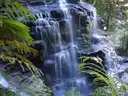 Waterfall over dark rock framed by tree ferns in Blue Mountains rainforest