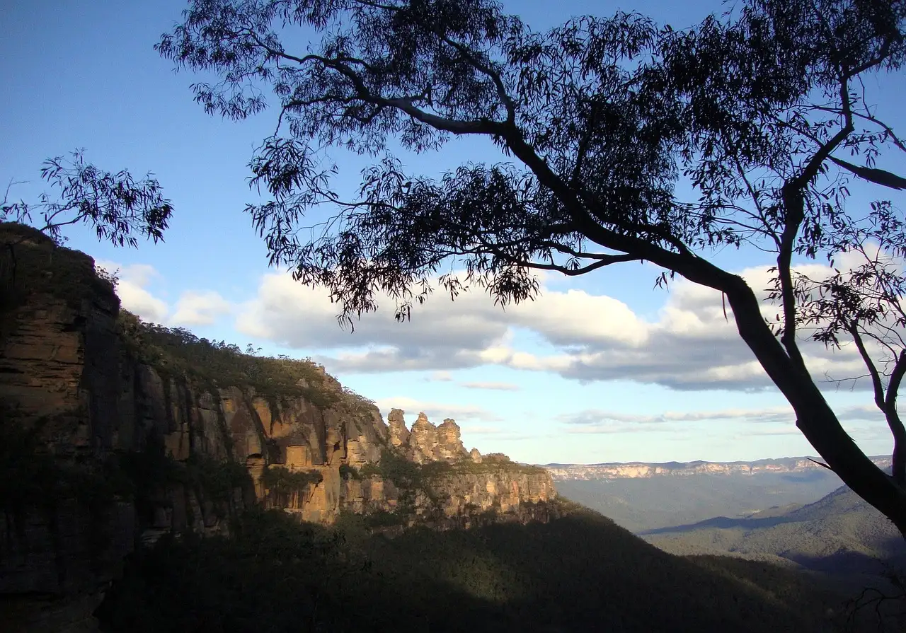 A gum tree in silhouette above a Blue Mountains cliff line