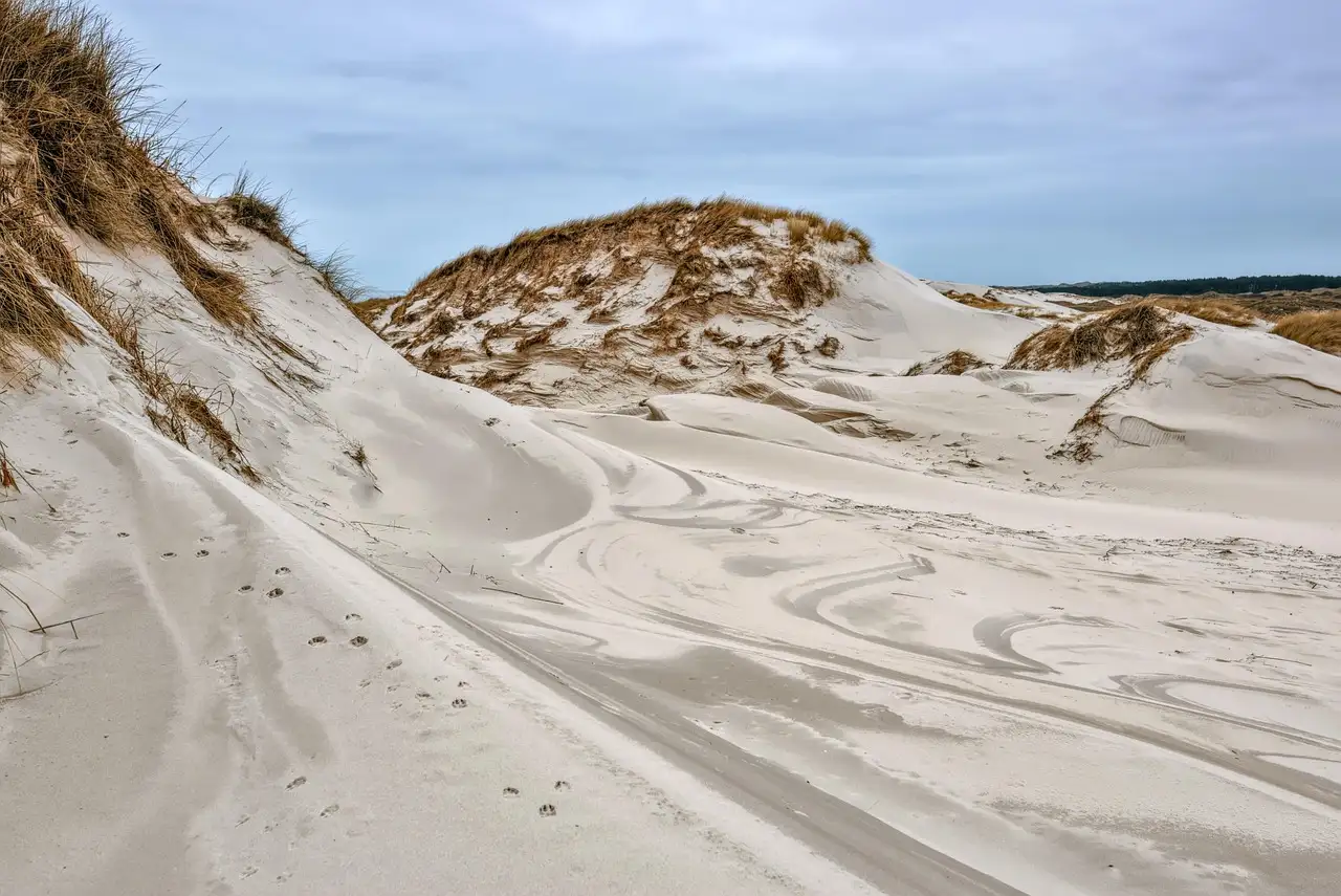 Pale coastal sand dunes with tyre tracks and tufts of dune grass