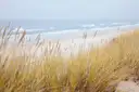 Dune grass on pale sand, with the sea and beach behind