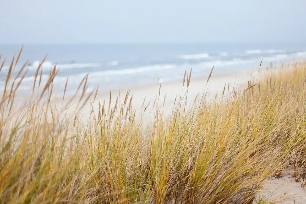 Dune grass on pale sand, with the sea and beach behind