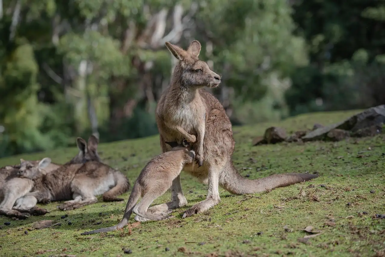 Two eastern grey kangaroos in grass, one standing and one resting