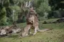 Two eastern grey kangaroos in grass, one standing and one resting