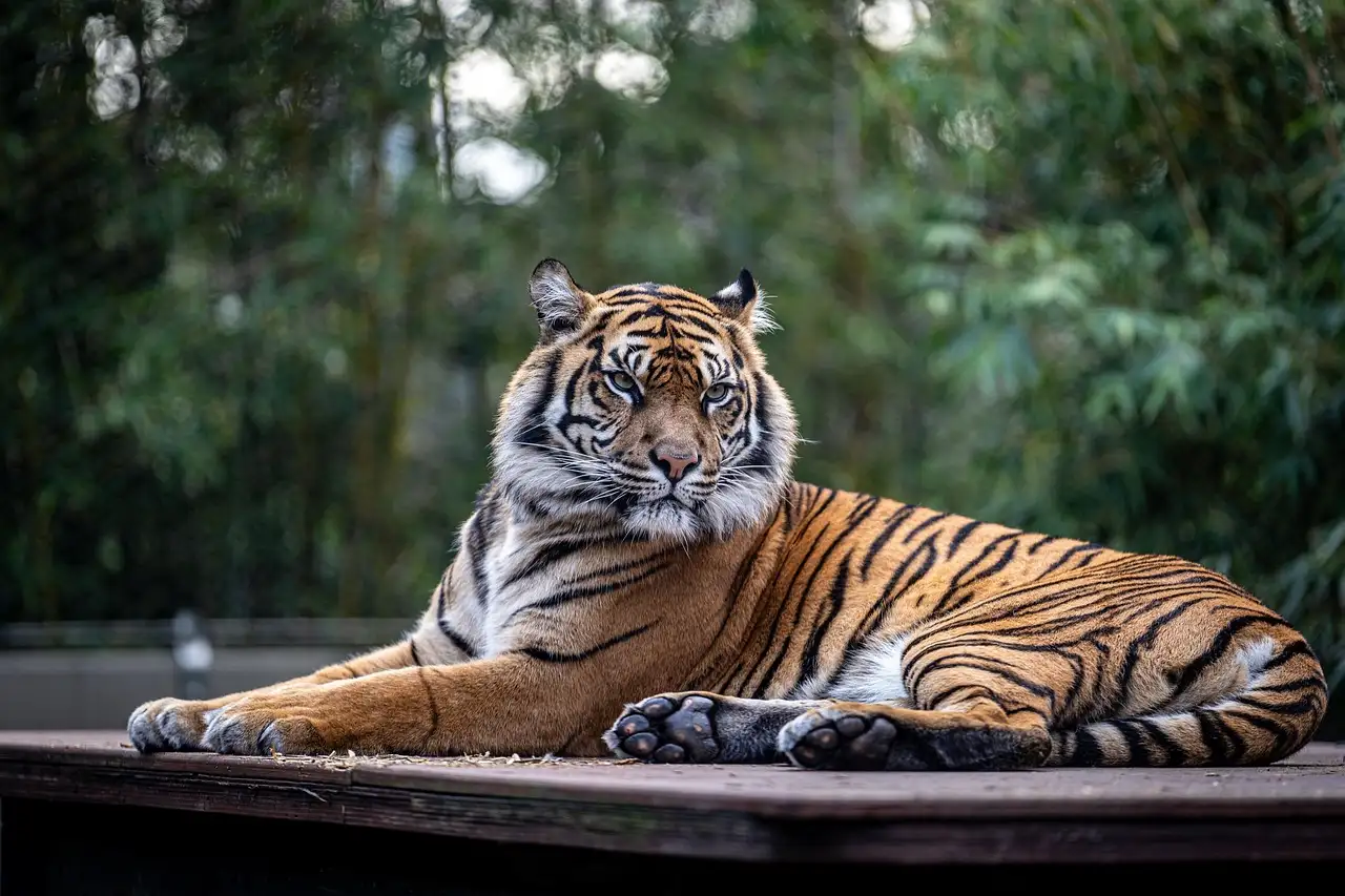 A tiger lying on a wooden ledge in a zoo enclosure with green trees behind