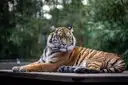 A tiger lying on a wooden ledge in a zoo enclosure with green trees behind