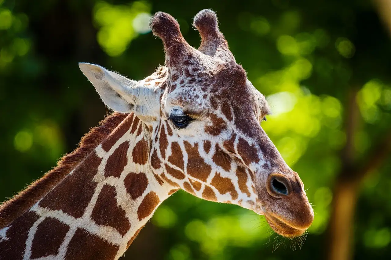 Close-up of a giraffe head against green leaves