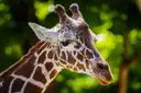 Close-up of a giraffe head against green leaves