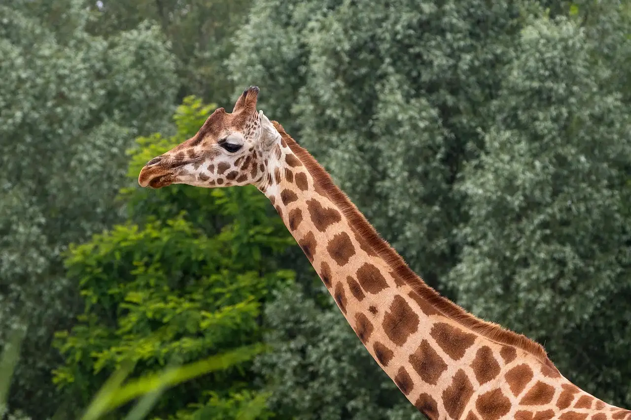 A giraffe stretching its long neck in front of green trees
