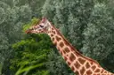 A giraffe stretching its long neck in front of green trees
