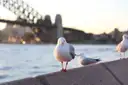 Seagulls on a harbour wall with the Harbour Bridge behind them