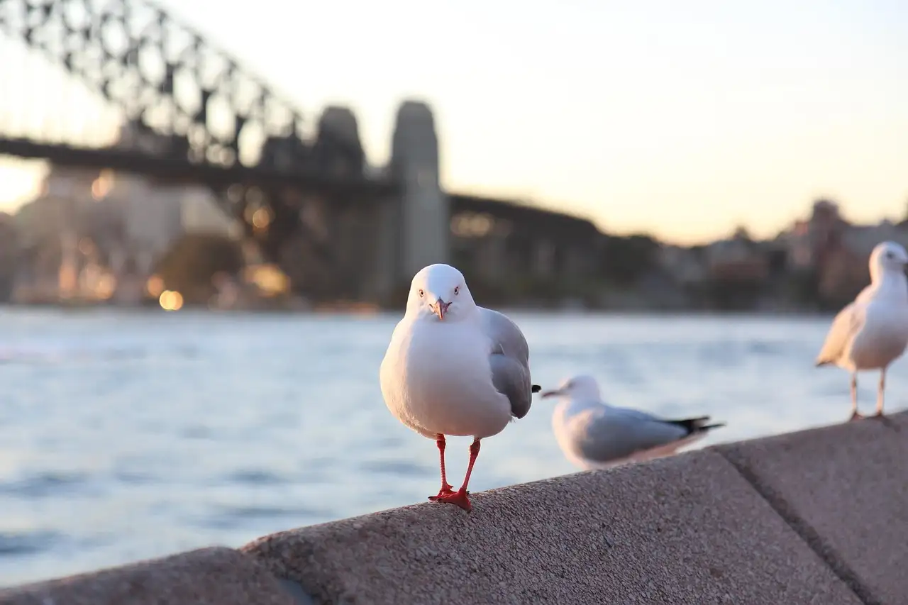 Seagulls on a harbour wall with the Harbour Bridge behind them