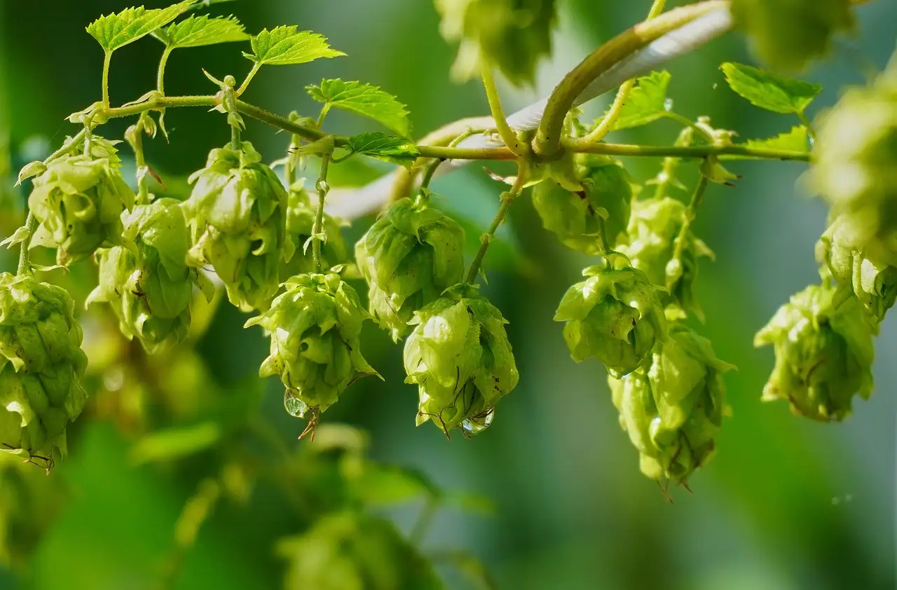 Green hop cones hanging on the vine