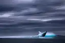 A humpback whale breaching in front of a dark, stormy sky