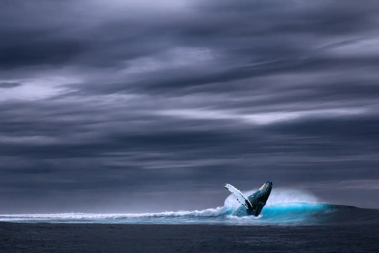 A humpback whale breaching in front of a dark, stormy sky
