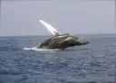 A humpback whale breaching out of a grey sea, one long white flipper in the air
