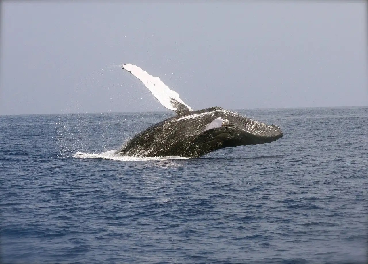 A humpback whale breaching out of a grey sea, one long white flipper in the air
