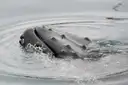 A humpback whale surfacing in a ring of ripples