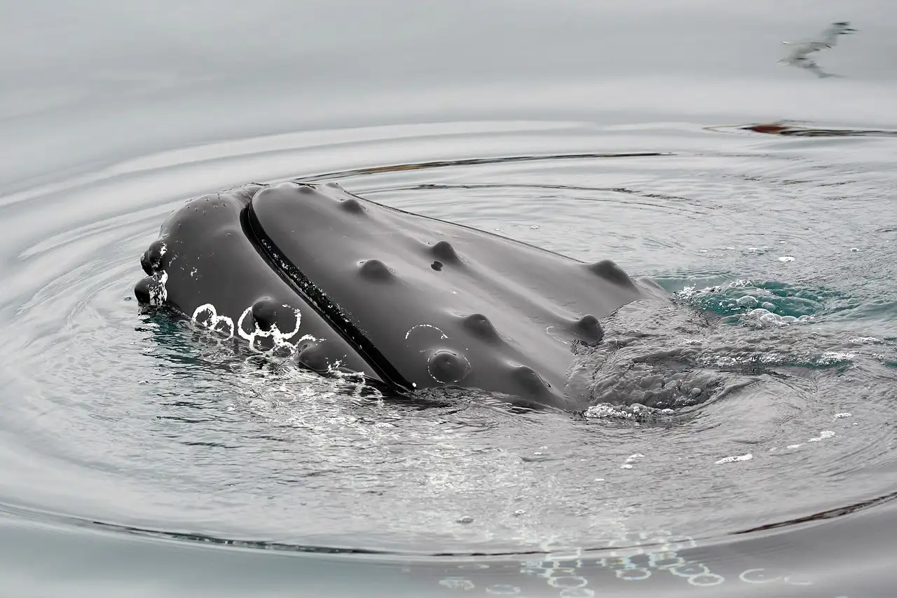 A humpback whale surfacing in a ring of ripples