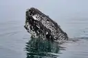A humpback whale lifting its head out of calm water