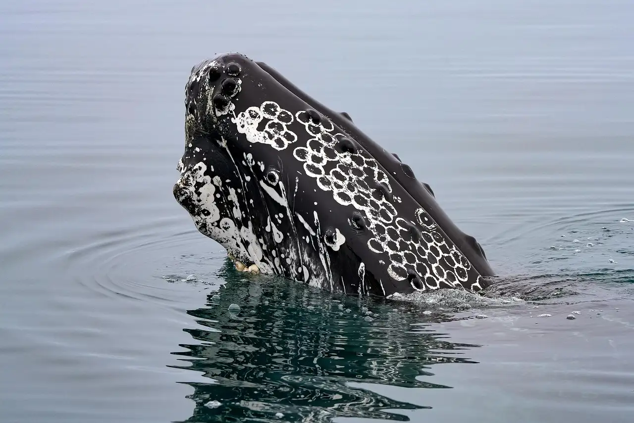 A humpback whale lifting its head out of calm water