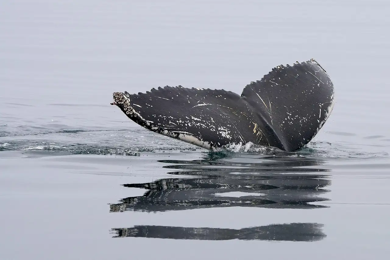 A humpback whale's tail above calm, silvery water