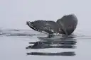 A humpback whale's tail above calm, silvery water