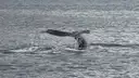 A humpback whale's tail rising from grey water as it dives