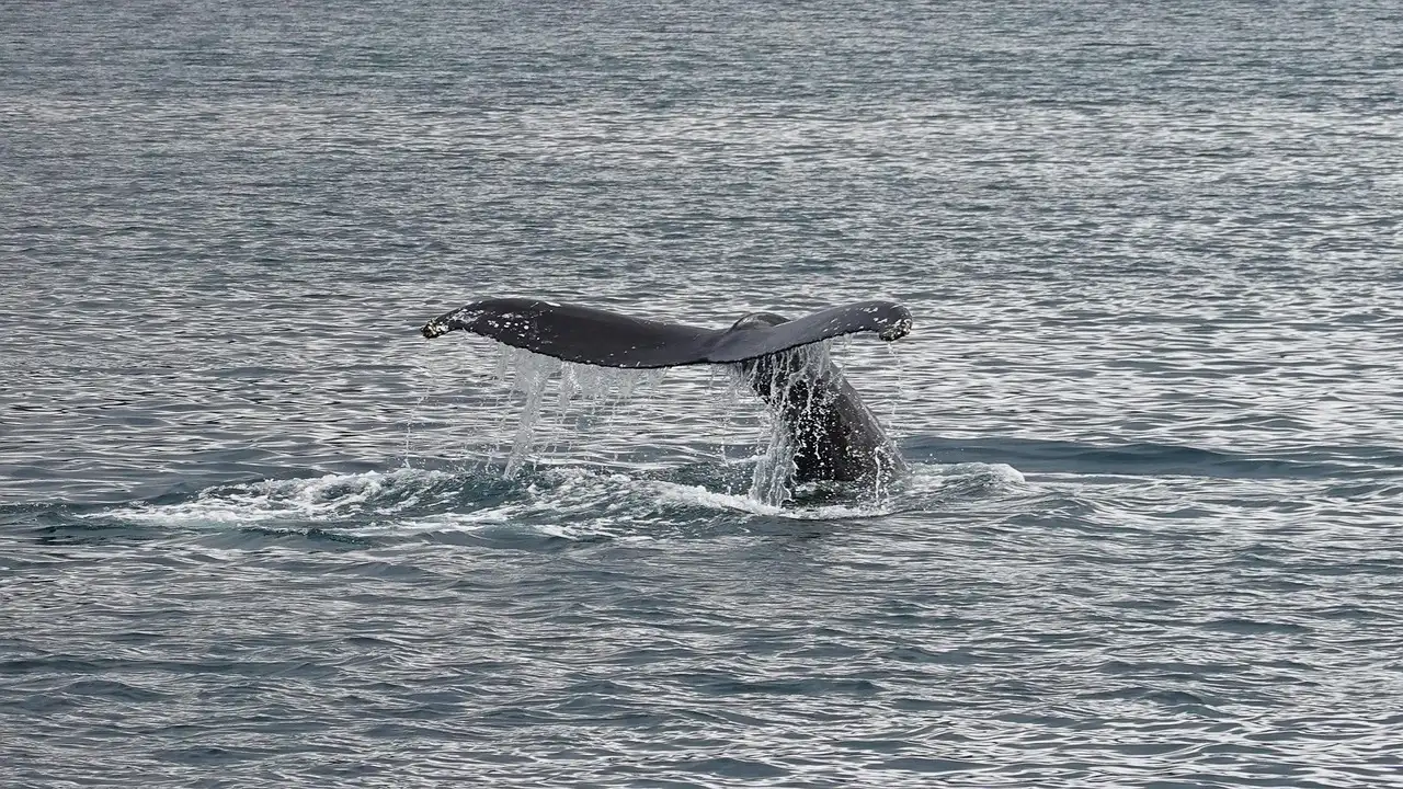 A humpback whale's tail rising from grey water as it dives