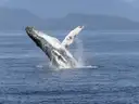 Humpback whale breaching out of the ocean with a white flipper raised