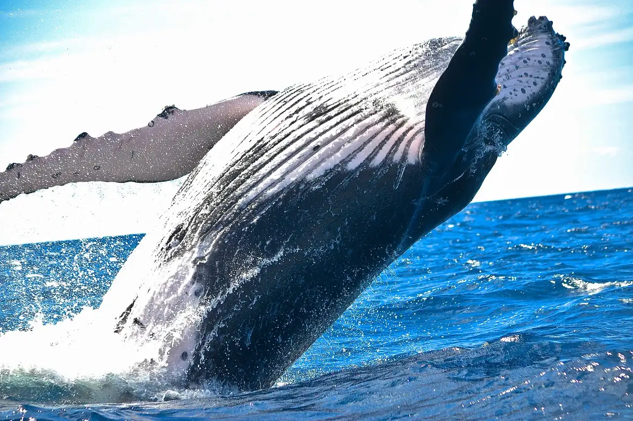 A humpback whale leaping out of the sea