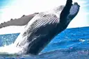 A humpback whale leaping out of the sea
