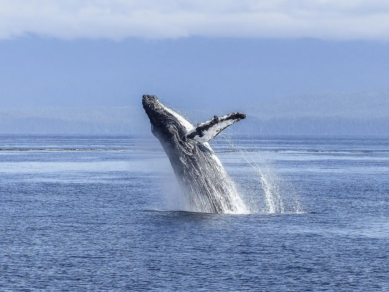 A humpback whale leaping out of the sea