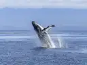 A humpback whale leaping out of the sea