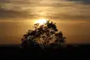 The sun rising behind a lone tree over the Hunter Valley