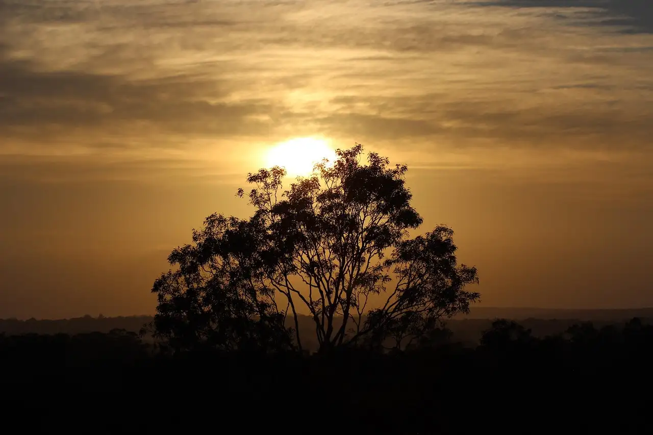 The sun rising behind a lone tree over the Hunter Valley