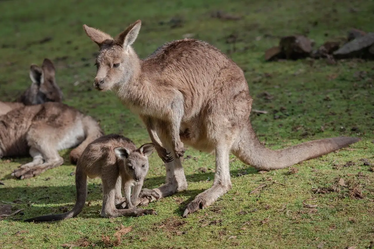 A kangaroo with two young joeys resting on the grass