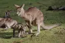 A kangaroo with two young joeys resting on the grass