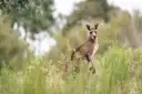 A grey kangaroo standing up in tall green grass