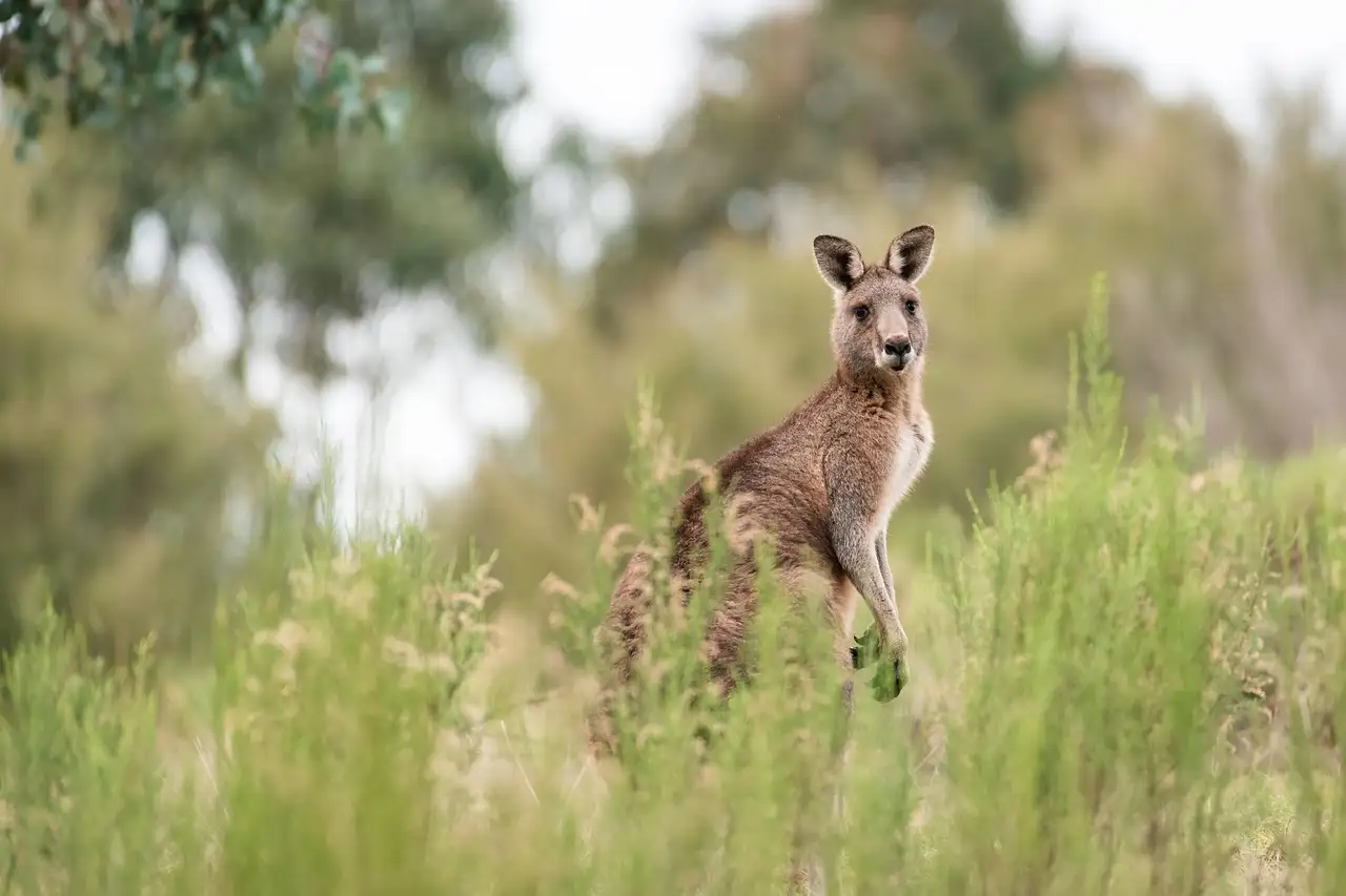 A grey kangaroo standing up in tall green grass