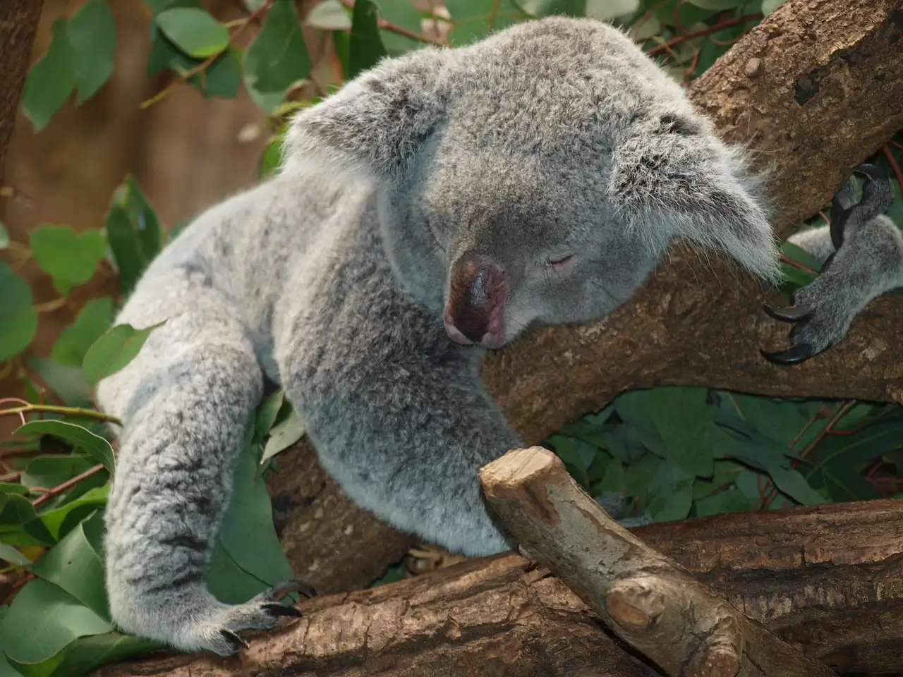 A koala resting with its eyes closed on a tree branch