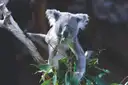 A grey koala holding a branch and eating gum leaves
