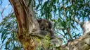 Koala resting in the fork of a eucalyptus tree among gum leaves
