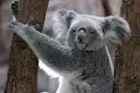 A koala holding on to a tree trunk and looking at the camera