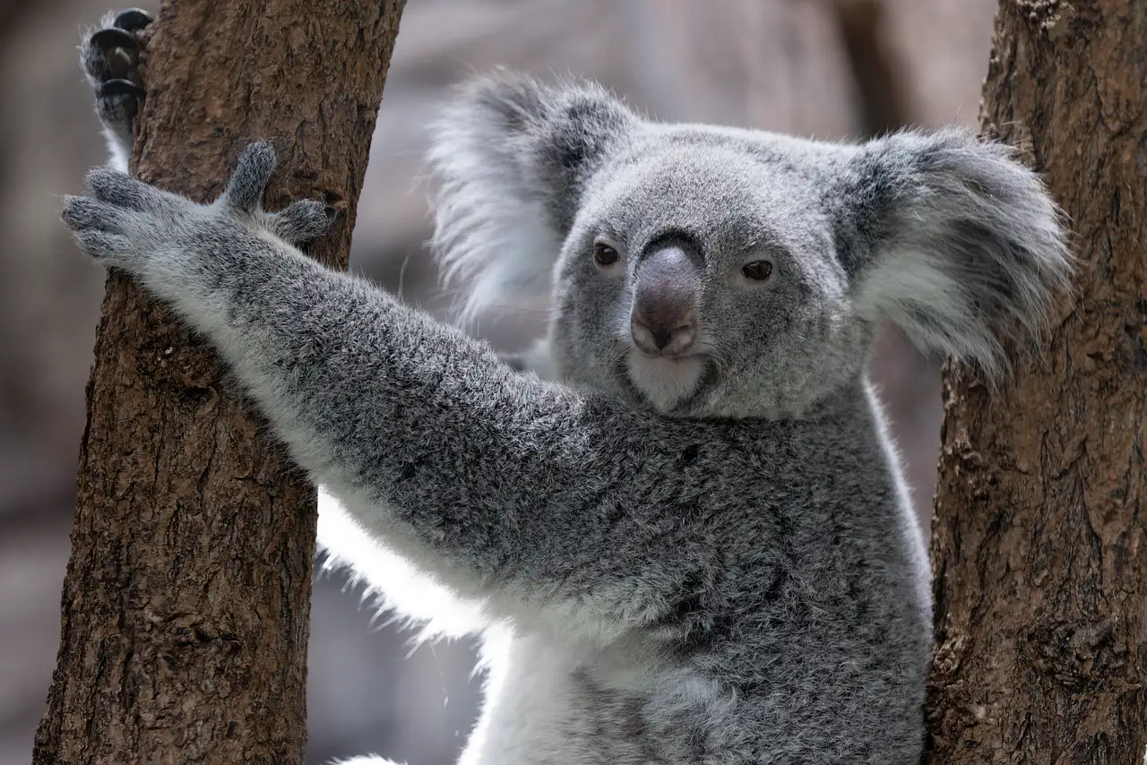 A koala holding on to a tree trunk and looking at the camera