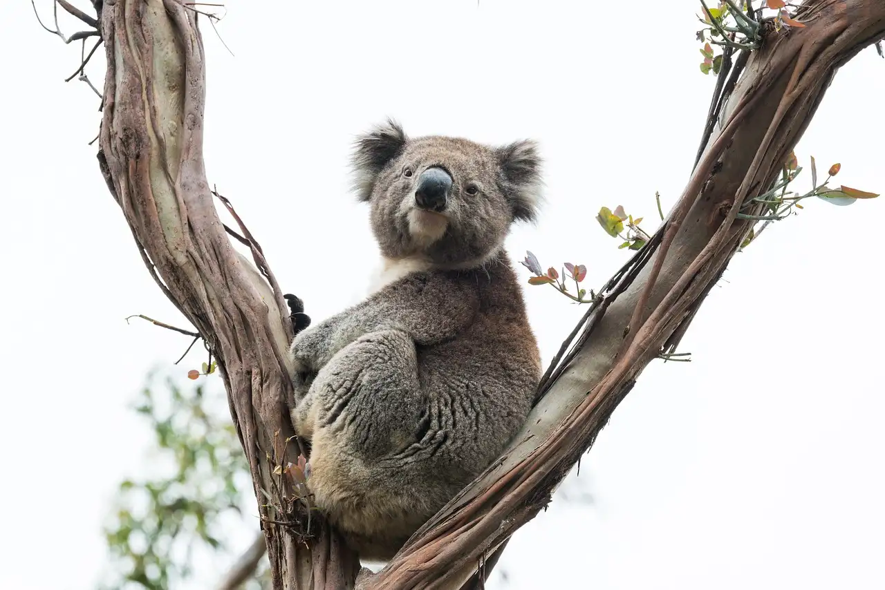 A koala sitting in the fork of a gum tree