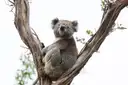 A koala sitting in the fork of a gum tree