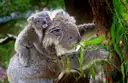 A koala with a young koala on its back, eating eucalyptus leaves